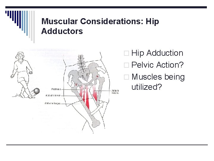 Muscular Considerations: Hip Adductors o Hip Adduction o Pelvic Action? o Muscles being utilized? Muscular Considerations: Hip Adductors o Hip Adduction o Pelvic Action? o Muscles being utilized?