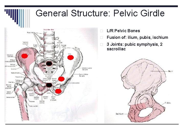 General Structure: Pelvic Girdle o L/R Pelvic Bones o Fusion of: ilium, pubis, ischium