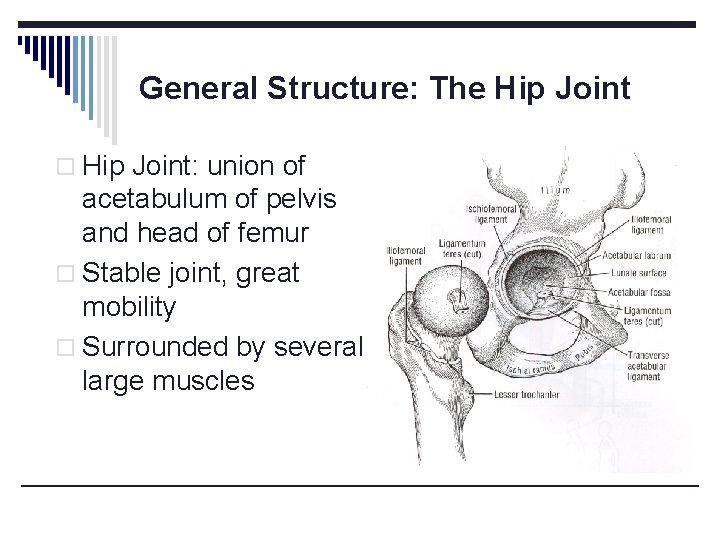 General Structure: The Hip Joint o Hip Joint: union of acetabulum of pelvis and