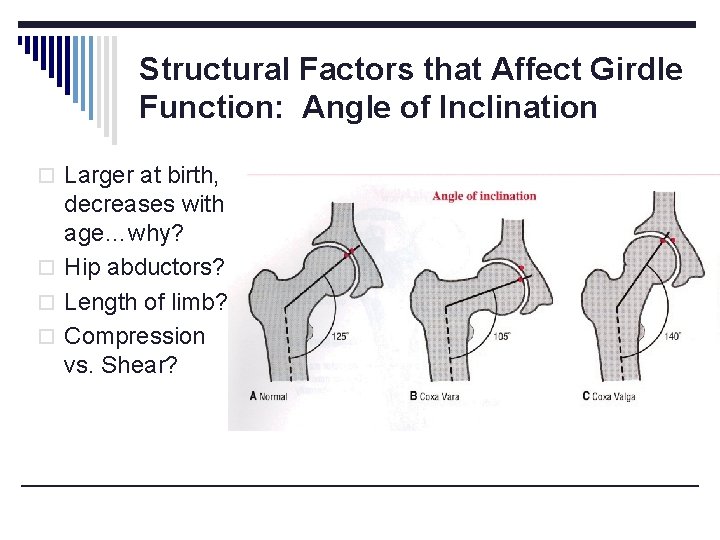 Structural Factors that Affect Girdle Function: Angle of Inclination o Larger at birth, decreases Structural Factors that Affect Girdle Function: Angle of Inclination o Larger at birth, decreases