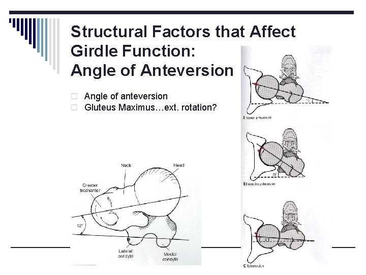 Structural Factors that Affect Girdle Function: Angle of Anteversion o Angle of anteversion o