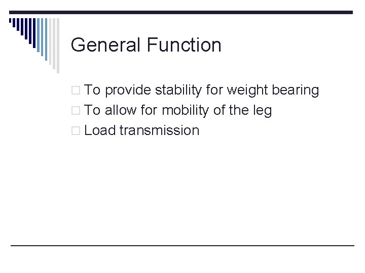 General Function o To provide stability for weight bearing o To allow for mobility General Function o To provide stability for weight bearing o To allow for mobility