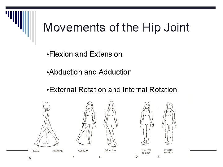 Movements of the Hip Joint • Flexion and Extension • Abduction and Adduction •