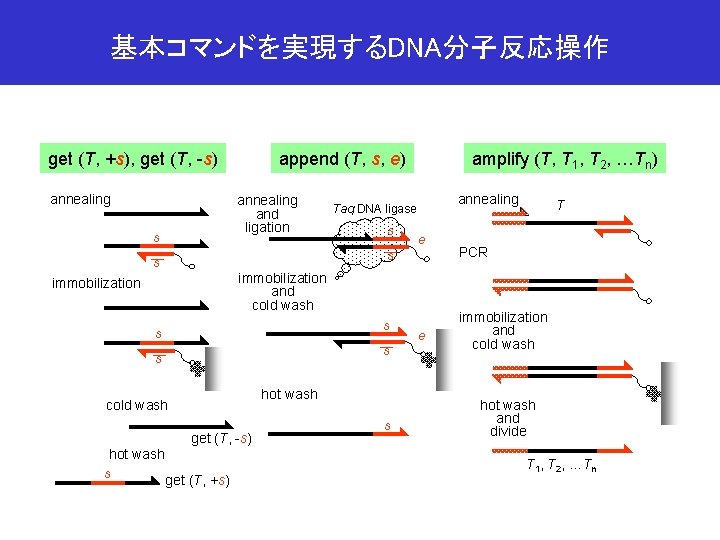 基本コマンドを実現するDNA分子反応操作 append (T, s, e) get (T, +s), get (T, -s) annealing and ligation