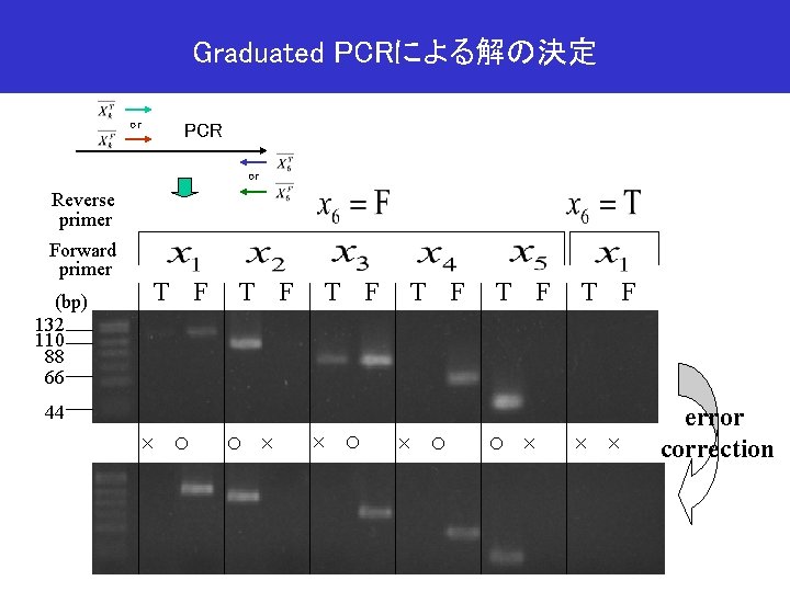 Graduated PCRによる解の決定 or PCR or Reverse primer Forward primer (bp) 132 110 88 66