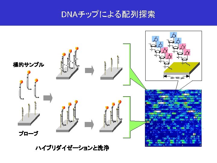 DNAチップによる配列探索 NH 2 N NH 2 O N NH 2 N HO O O