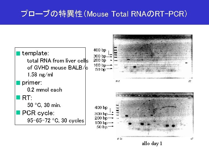 プローブの特異性（Mouse Total RNAのRT-PCR） template: total RNA from liver cells of GVHD mouse BALB/c 1.