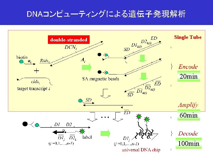 DNAコンピューティングによる遺伝子発現解析 double-stranded Single Tube 20 min 60 min 100 min 