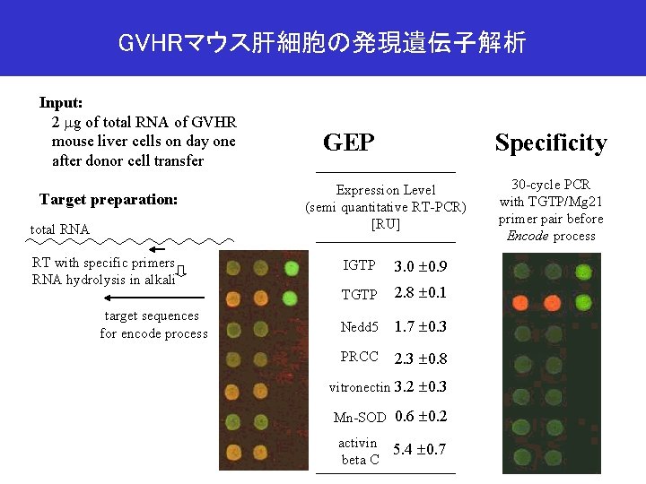 GVHRマウス肝細胞の発現遺伝子解析 Input: 2 mg of total RNA of GVHR mouse liver cells on day