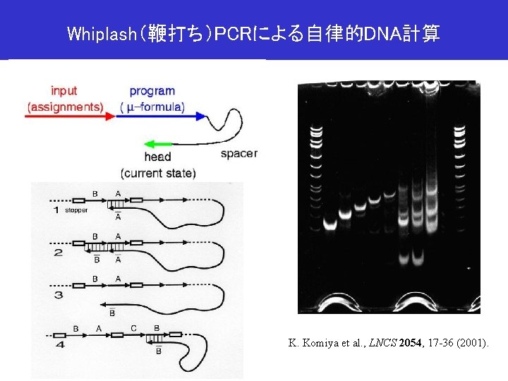 Whiplash（鞭打ち）PCRによる自律的DNA計算 K. Komiya et al. , LNCS 2054, 17 -36 (2001). 