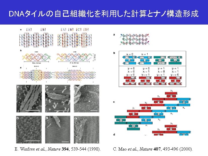 DNAタイルの自己組織化を利用した計算とナノ構造形成 E. Winfree et al. , Nature 394, 539 -544 (1998). C. Mao et