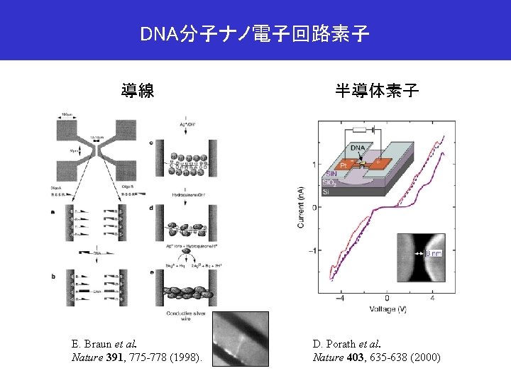 DNA分子ナノ電子回路素子 導線 半導体素子 E. Braun et al. Nature 391, 775 -778 (1998). D. Porath