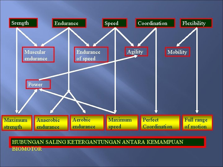 Srength Endurance Muscular endurance Endurance of speed Speed Coordination Agility Flexibility Mobility Power Maximum