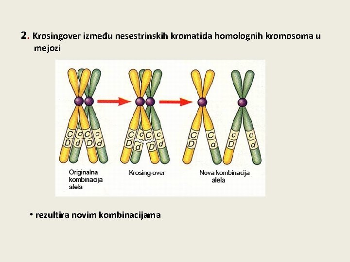 2. Krosingover između nesestrinskih kromatida homolognih kromosoma u mejozi • rezultira novim kombinacijama 