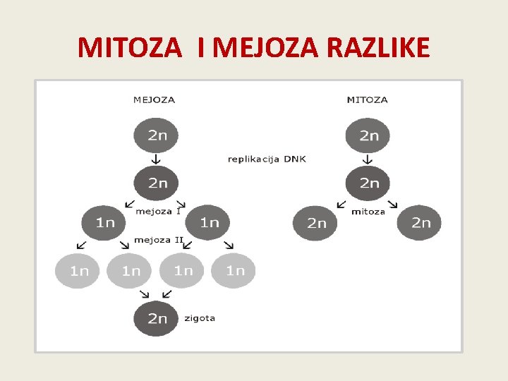 MITOZA I MEJOZA RAZLIKE 