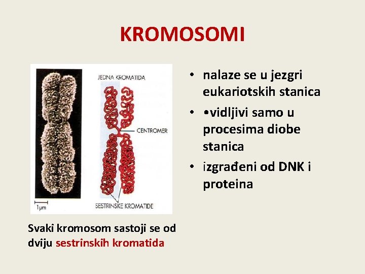 KROMOSOMI • nalaze se u jezgri eukariotskih stanica • • vidljivi samo u procesima