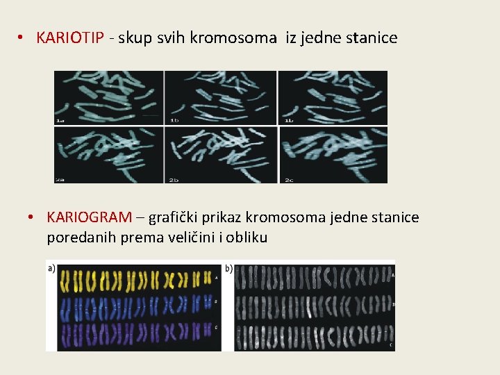  • KARIOTIP - skup svih kromosoma iz jedne stanice • KARIOGRAM – grafički