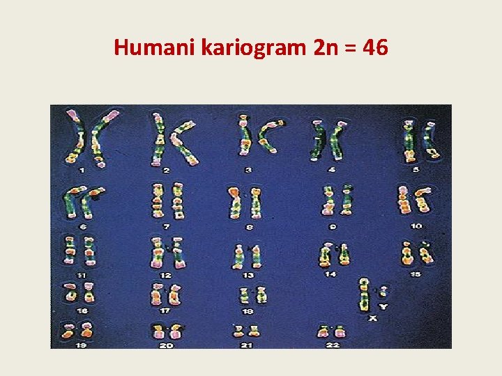 Humani kariogram 2 n = 46 