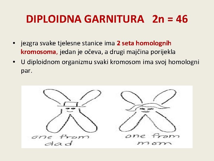 DIPLOIDNA GARNITURA 2 n = 46 • jezgra svake tjelesne stanice ima 2 seta