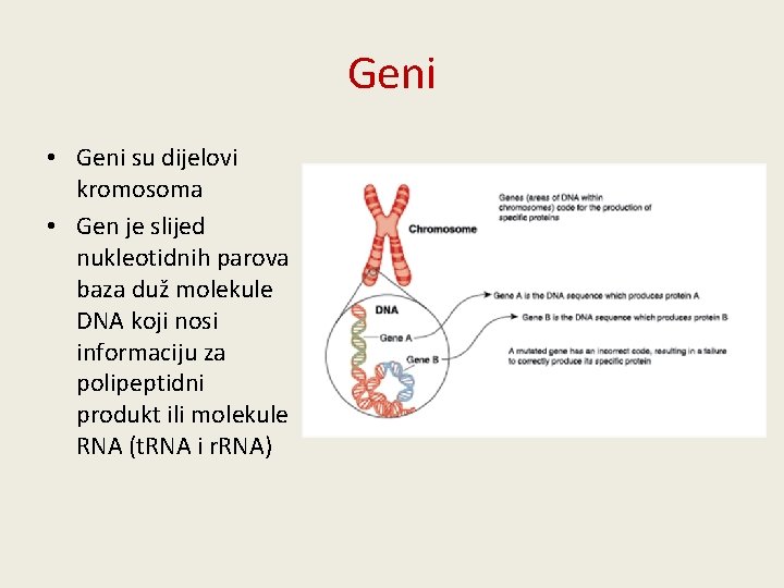 Geni • Geni su dijelovi kromosoma • Gen je slijed nukleotidnih parova baza duž