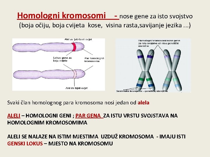 Homologni kromosomi - nose gene za isto svojstvo (boja očiju, boja cvijeta kose, visina