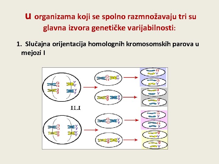  u organizama koji se spolno razmnožavaju tri su glavna izvora genetičke varijabilnosti: 1.