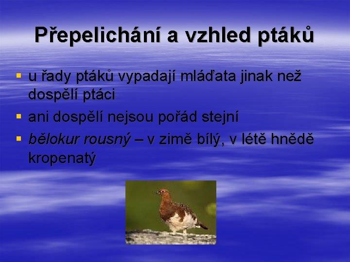 Přepelichání a vzhled ptáků § u řady ptáků vypadají mláďata jinak než dospělí ptáci Přepelichání a vzhled ptáků § u řady ptáků vypadají mláďata jinak než dospělí ptáci