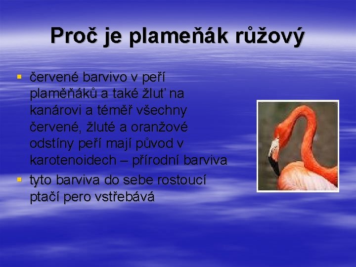 Proč je plameňák růžový § červené barvivo v peří plaměňáků a také žluť na Proč je plameňák růžový § červené barvivo v peří plaměňáků a také žluť na