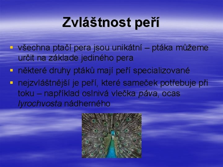 Zvláštnost peří § všechna ptačí pera jsou unikátní – ptáka můžeme určit na základe Zvláštnost peří § všechna ptačí pera jsou unikátní – ptáka můžeme určit na základe