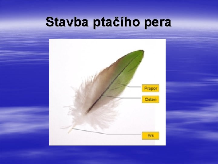 Stavba ptačího pera Stavba ptačího pera