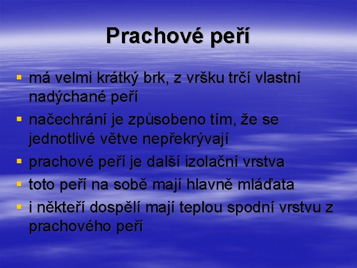 Prachové peří § má velmi krátký brk, z vršku trčí vlastní nadýchané peří § Prachové peří § má velmi krátký brk, z vršku trčí vlastní nadýchané peří §