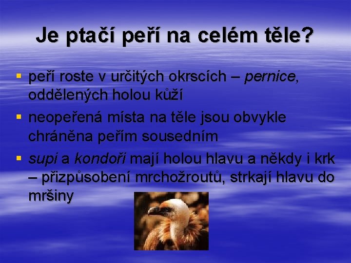 Je ptačí peří na celém těle? § peří roste v určitých okrscích – pernice, Je ptačí peří na celém těle? § peří roste v určitých okrscích – pernice,
