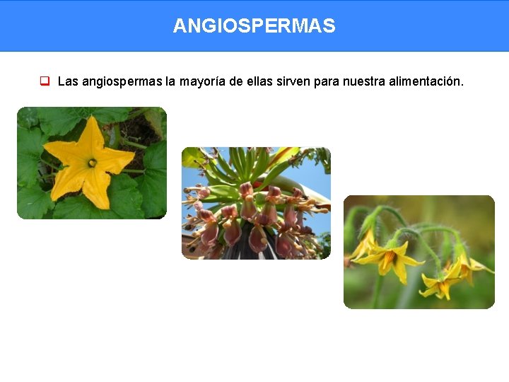 ANGIOSPERMAS q Las angiospermas la mayoría de ellas sirven para nuestra alimentación. 