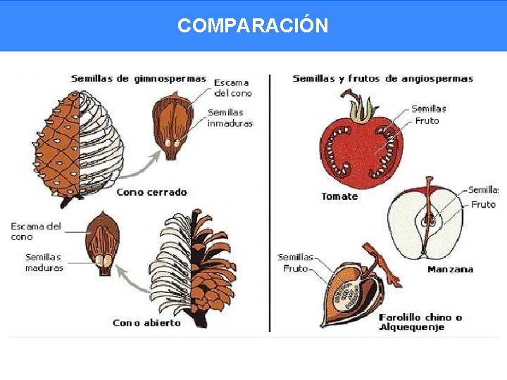 COMPARACIÓN 