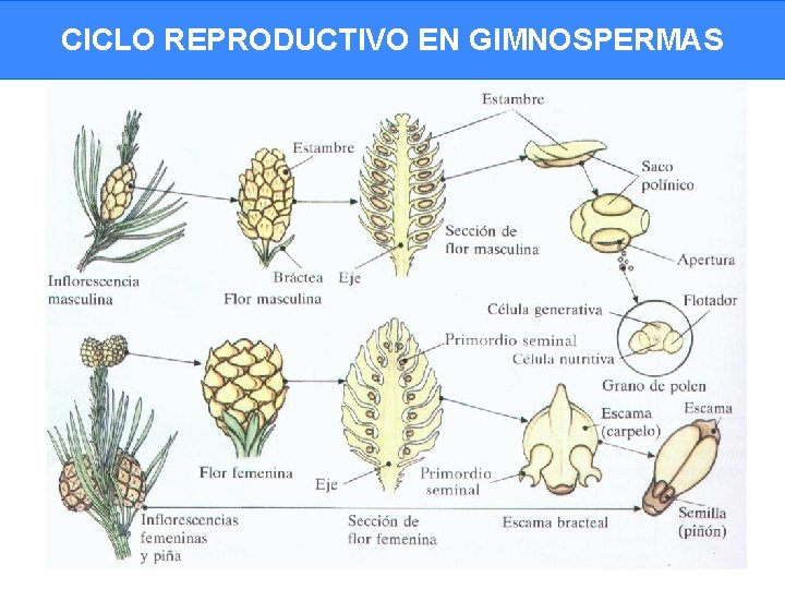 CICLO REPRODUCTIVO EN GIMNOSPERMAS 