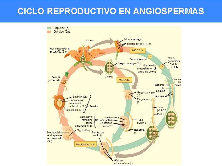 CICLO REPRODUCTIVO EN ANGIOSPERMAS 