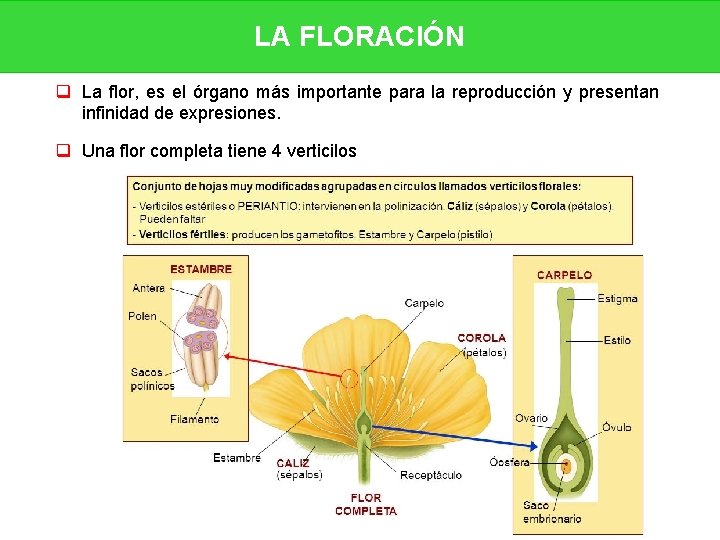 LA FLORACIÓN q La flor, es el órgano más importante para la reproducción y