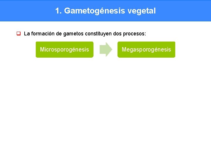 1. Gametogénesis vegetal q La formación de gametos constituyen dos procesos: Microsporogénesis Megasporogénesis 