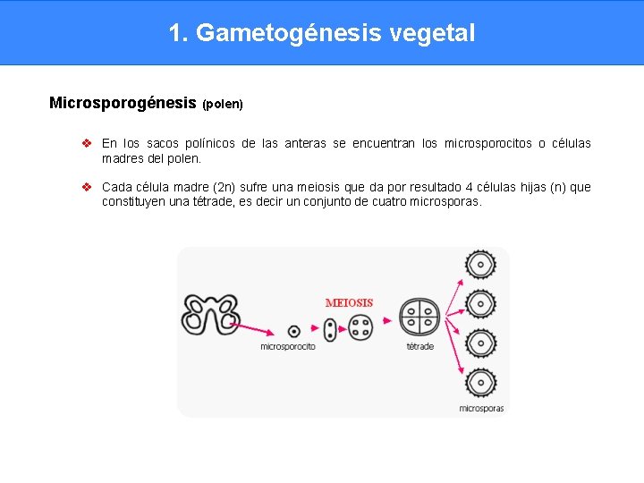 1. Gametogénesis vegetal Microsporogénesis (polen) v En los sacos polínicos de las anteras se