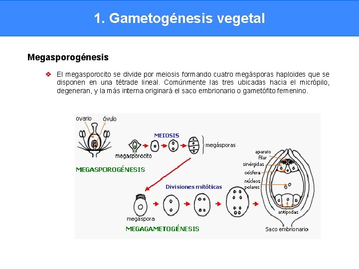 1. Gametogénesis vegetal Megasporogénesis v El megasporocito se divide por meiosis formando cuatro megásporas