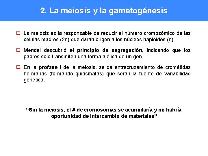 2. La meiosis y la gametogénesis q La meiosis es la responsable de reducir