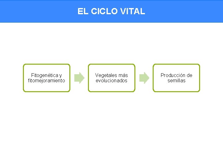 EL CICLO VITAL Fitogenética y fitomejoramiento Vegetales más evolucionados Producción de semillas 