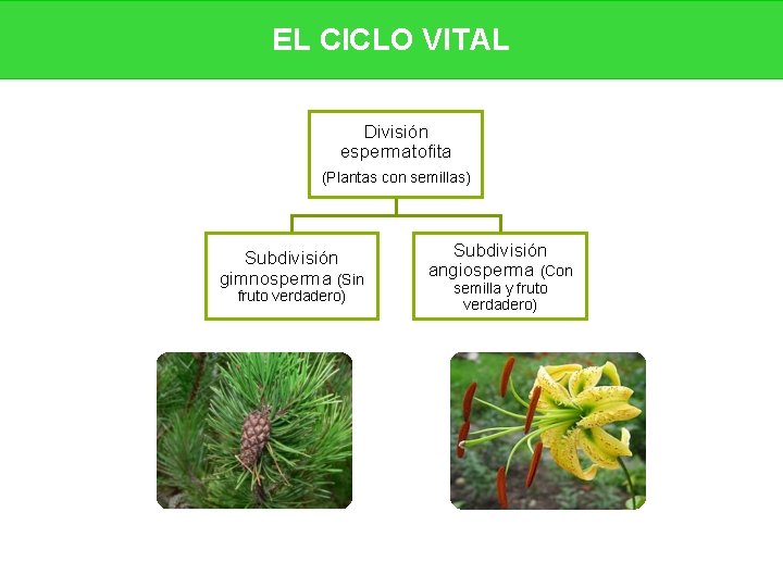 EL CICLO VITAL División espermatofita (Plantas con semillas) Subdivisión gimnosperma (Sin fruto verdadero) Subdivisión