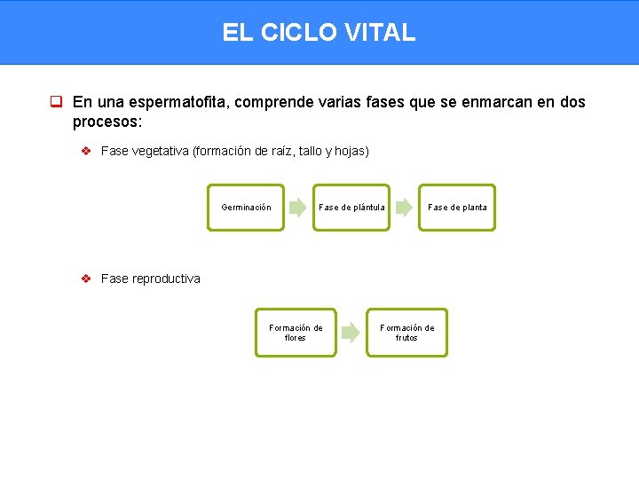 EL CICLO VITAL q En una espermatofita, comprende varias fases que se enmarcan en