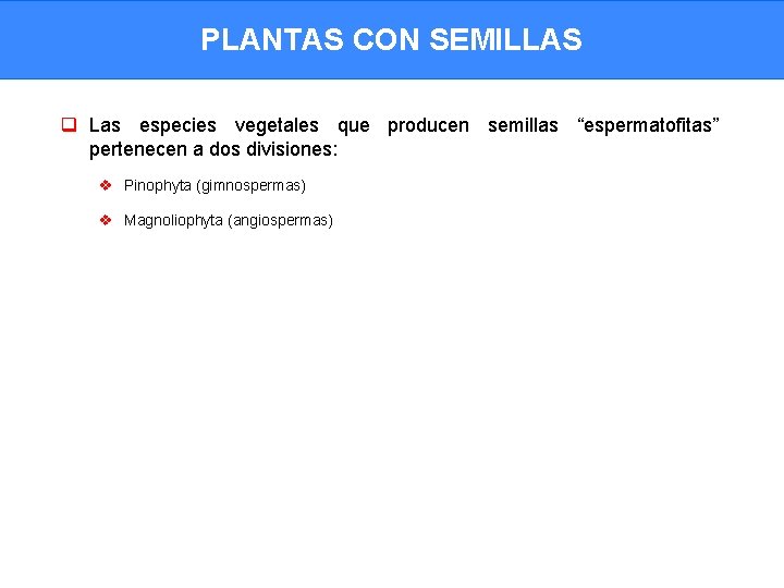 PLANTAS CON SEMILLAS q Las especies vegetales que producen semillas “espermatofitas” pertenecen a dos