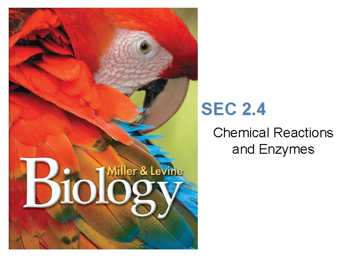 Lesson Overview Chemical Reactions and Enzymes SEC 2. 4 Chemical Reactions and Enzymes 