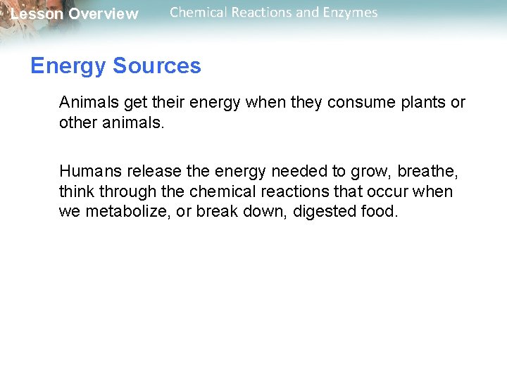 Lesson Overview Chemical Reactions and Enzymes Energy Sources Animals get their energy when they