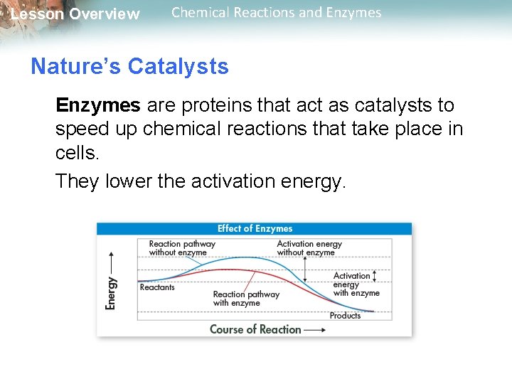 Lesson Overview Chemical Reactions and Enzymes Nature’s Catalysts Enzymes are proteins that act as