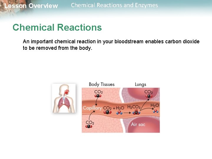 Lesson Overview Chemical Reactions and Enzymes Chemical Reactions An important chemical reaction in your