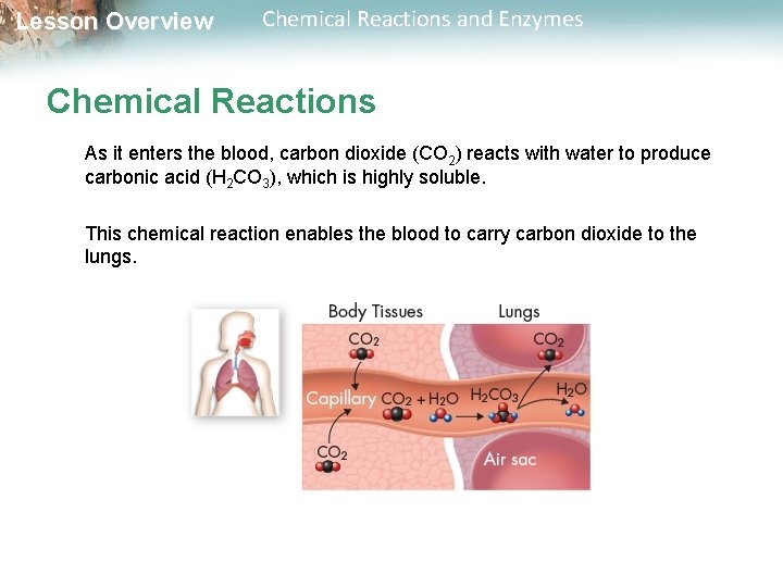 Lesson Overview Chemical Reactions and Enzymes Chemical Reactions As it enters the blood, carbon